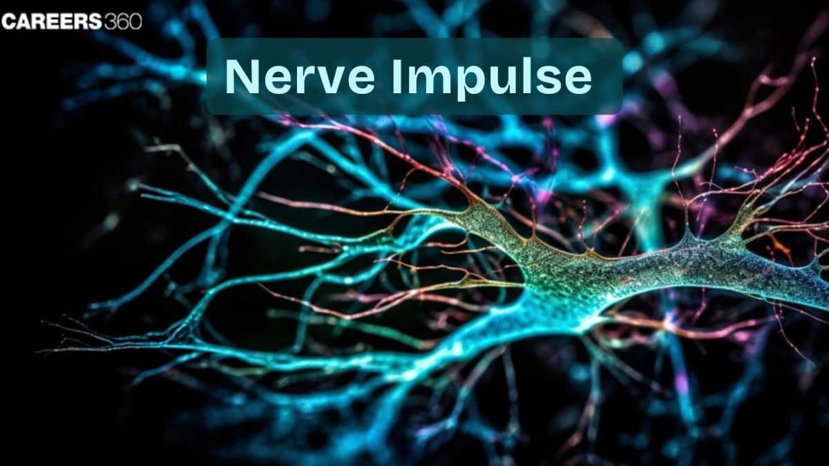Nerve Impulse: Definition, Meaning, Diagram, Steps, Phases, Process